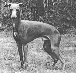 Galería de Sobers Vivaldo