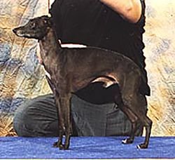 Galería de Sobers Bravissimo