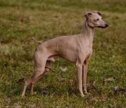 Galería de Movado Ric Rosso