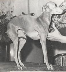 Galería de Dianca Z Kopfsteinu