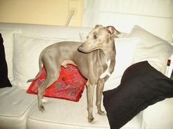 Galería de Vincento Des Princes De Kazan