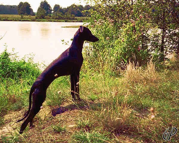 Galería de Italica Z Tarnowskich Leliwitow