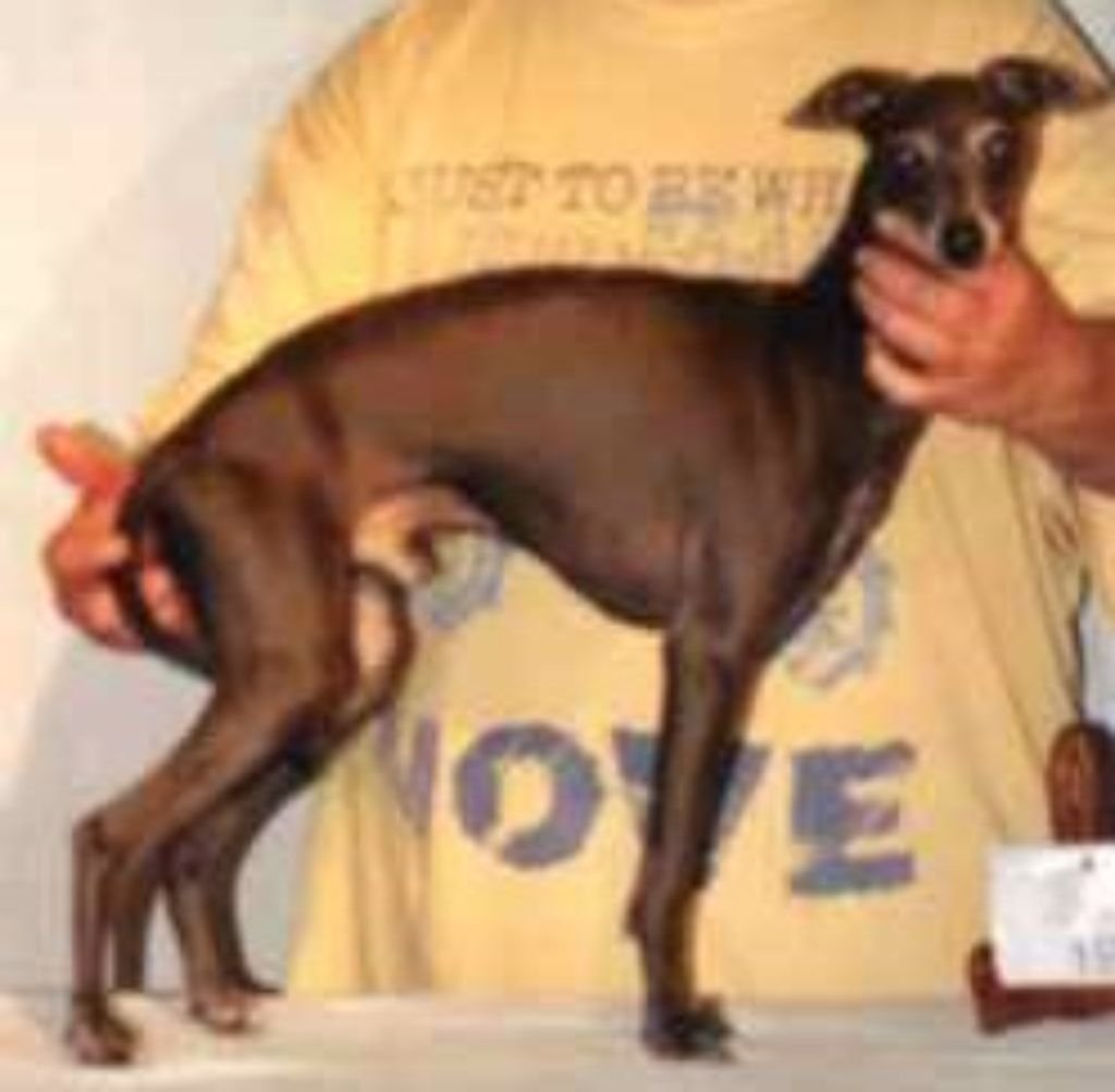 Galería de Orion’s Papillon Bleu