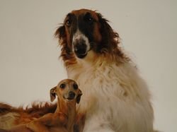 Galería de Cris De Silvergrey