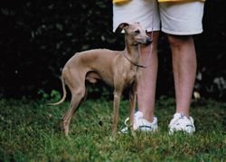 Galería de Adonis Vom Sausewind