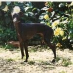 Impératrice Des Trois Pyramides