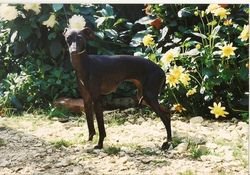 Galería de Impératrice Des Trois Pyramides