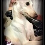 Massimo P’yari Sarna