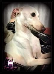 Galería de Massimo P’yari Sarna