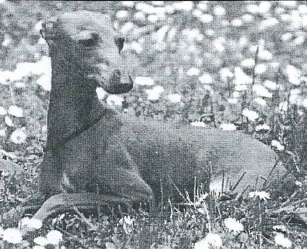 Galería de Illiade De Shirkan