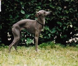 Galería de Taikatytön Optima