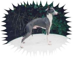 Galería de Canta Libre Skywalker