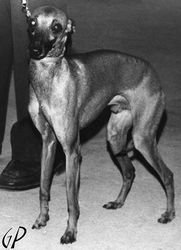 Galería de Gajo Gerenuk