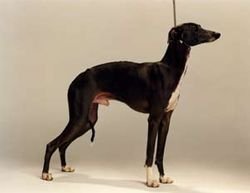 Galería de Artmeis Fly By Night