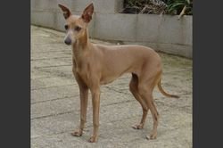 Galería de Isis De Can Bruch