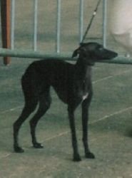 Galería de Mea Culpa Des Princes De Kazan