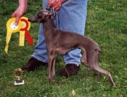 Galería de Celine Dion Pustynny Wiatr