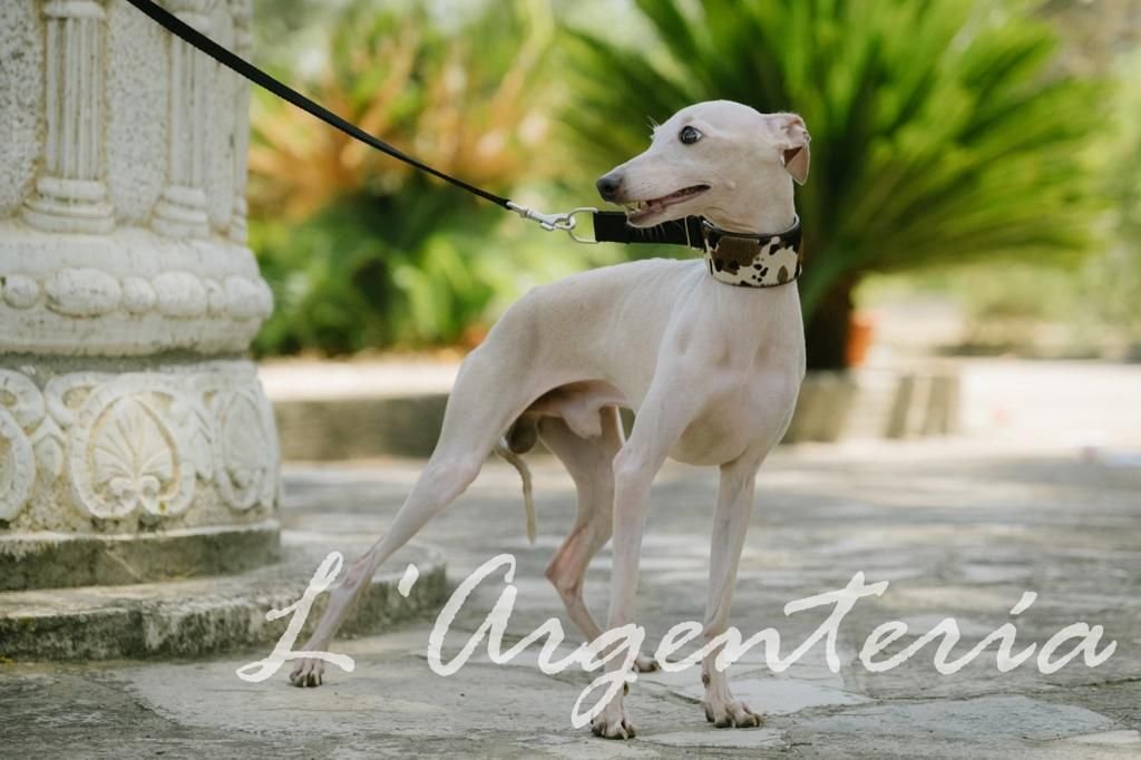 Galería de Pepe Pink Blood