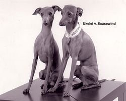 Galería de Ukelei Vom Sausewind