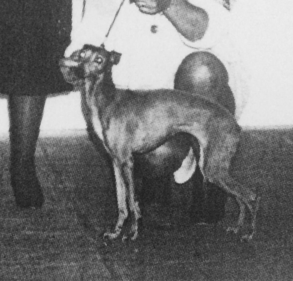 Galería de Racing Greys Bella Euåna