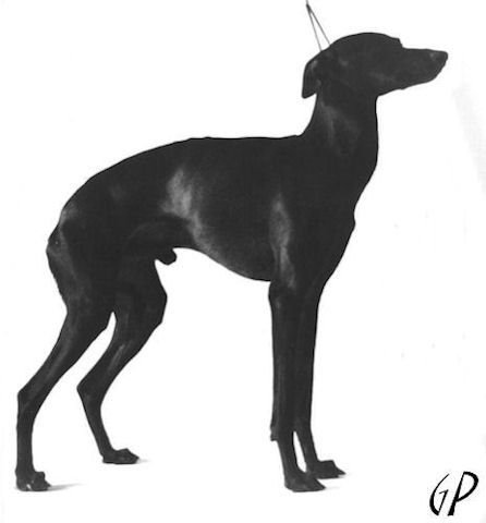 Galería de Amico Ferrara