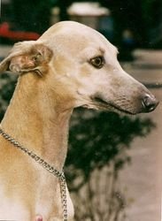 Galería de Tanato’s Josefina