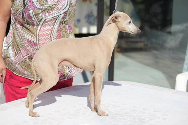 Galería de Alfa Le Roméo De La Roche Hue