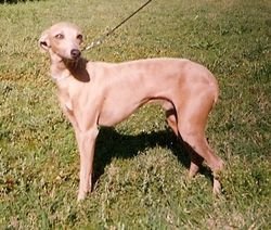 Galería de Hercios des Pitchoun Diables