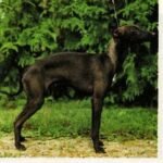 Enzo Des Trois Pyramides