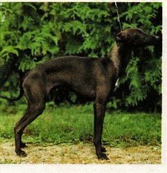 Galería de Enzo Des Trois Pyramides