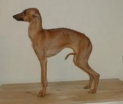 Galería de Talata Uma Tt