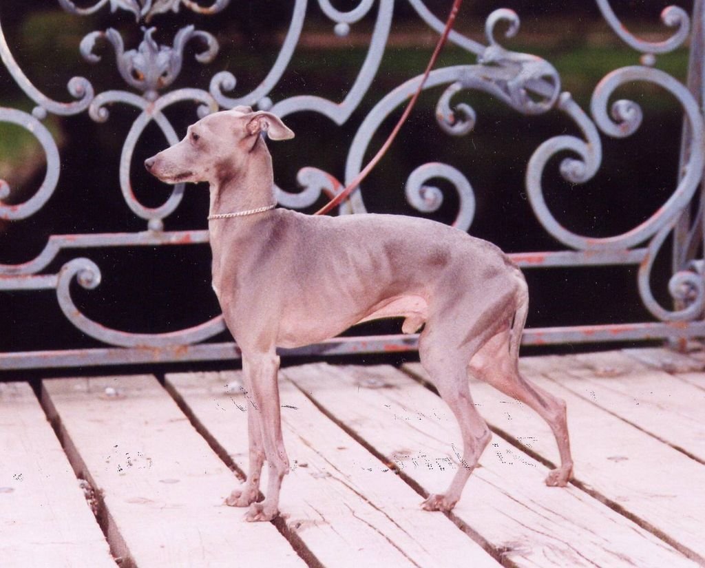 Galería de Kafiristan’s Fidelio