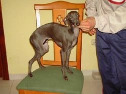 Galería de Newcastle Aggagier