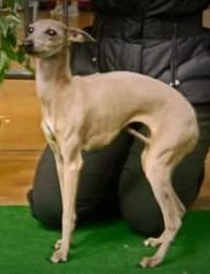 Galería de Chanson D’Amour Des Princes De Kazan