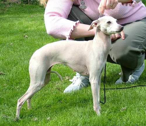 Galería de Py’s Shamare