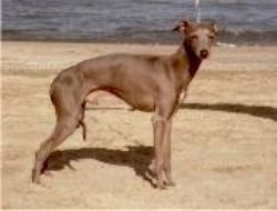 Galería de Vertragus Giotto