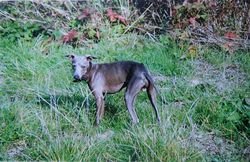 Galería de Vertragus Pietro