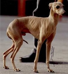 Galería de Vertragus Quingi