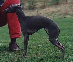 Galería de Talata Diva