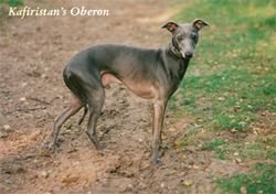 Galería de Kafiristan’s Oberon