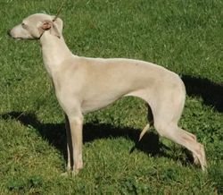 Galería de Clara Bella Du Domaine De Chanteloup