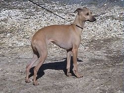 Galería de Pomme D’Api Du Domaine De Chanteloup