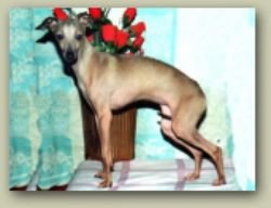 Galería de Wondoan Wrare Edition