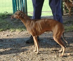 Galería de Norma Des Princes De Kazan