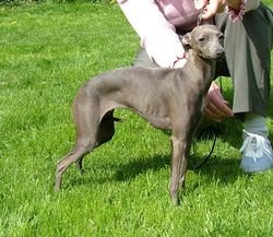 Galería de Elektra Ein Goldkind