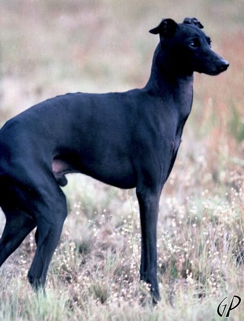 Galería de Amico Ferrara