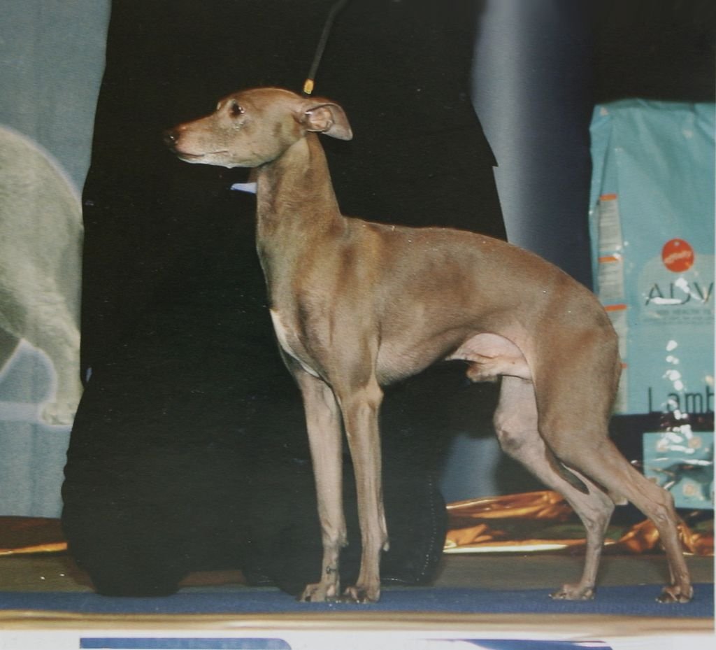 Galería de Dogcastle’s Unforgettable