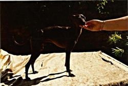 Galería de Eros De Shirkan