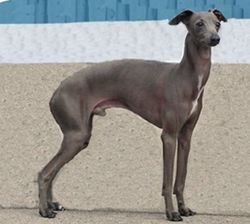 Galería de Gatecastle’s Bentley