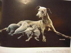 Galería de Vertragus Domitilla